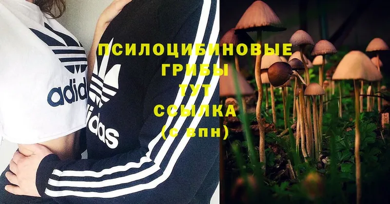 Псилоцибиновые грибы Magic Shrooms  где купить   Москва 